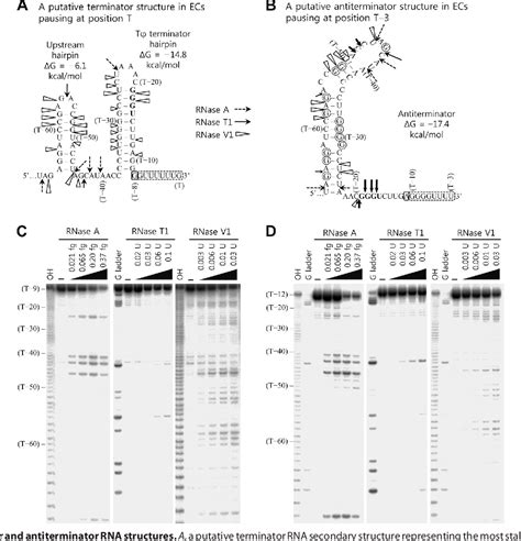 Figure 5 from Opposite Consequences of Two Transcription Pauses Caused ...