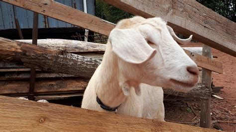 MACGREGOR'S OLD WEST TOWN (2025) All You Need to Know BEFORE You Go ...