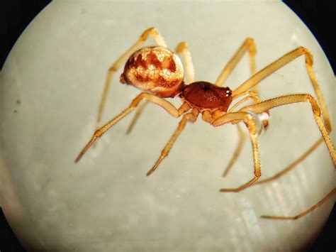 Steatoda Triangulosa
