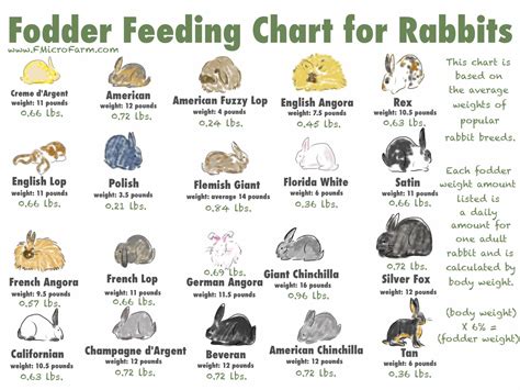 Feeding rabbits naturally growing and making your own rabbit food – Artofit