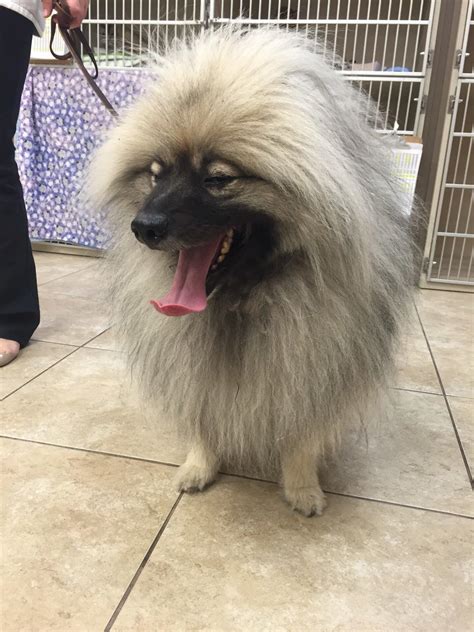 MEDVET SILICON VALLEY - San Jose CA - Hours, Directions, Reviews - Loc8NearMe