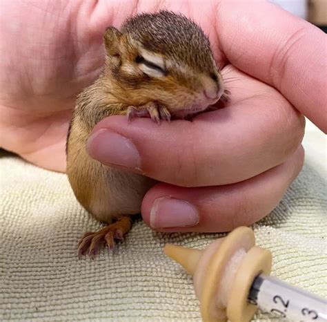 Image result for Chipmunk Hello Neighbor