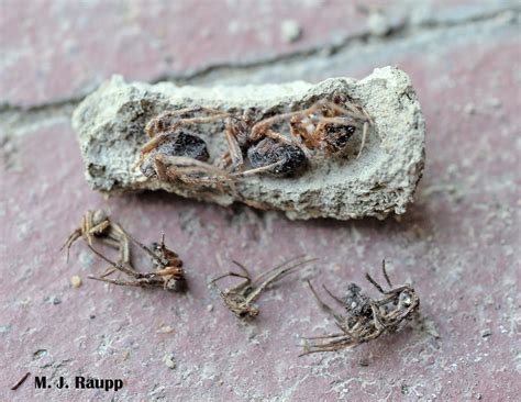 From the mailbag – Mud daubers and humans partner to create unique ...