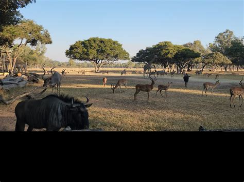 IND vs ZIM: तीसरे टी20 से पहले जंगल सफारी पर निकली भारतीय टीम