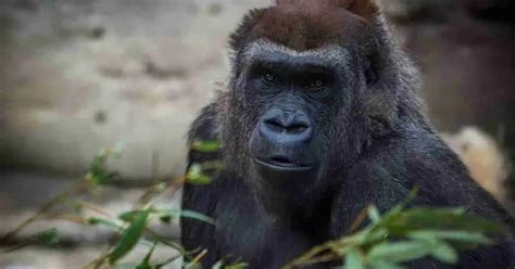 Primate Behavior 的图像结果