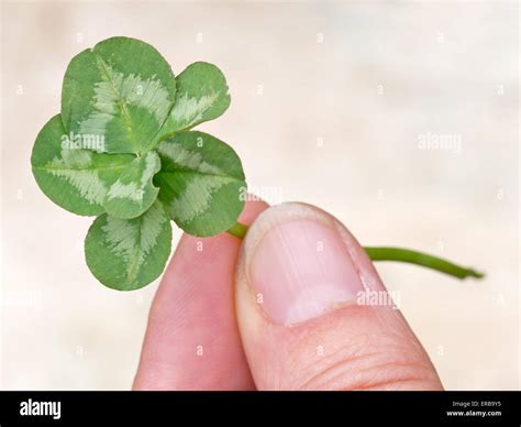 Genuine six leaf clover. Genetic mutation in nature Stock Photo - Alamy