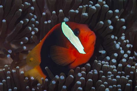 Do Fish Sleep At Night?
