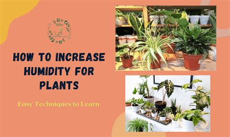 Image result for Humidity in Plants