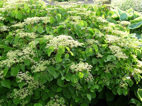 Deer Resistant Flowering Shrubs: A Guide to Choosing the Right Plants