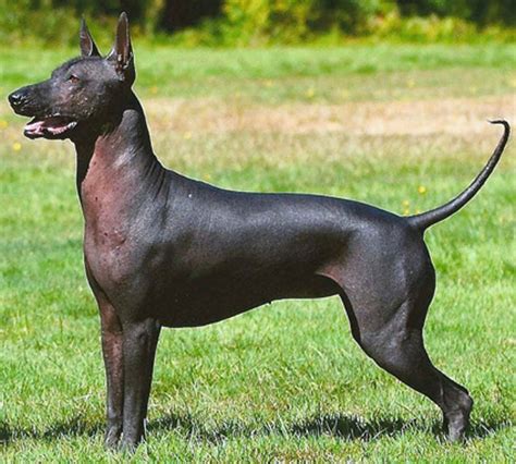 Xoloitzcuintli - Dog Breed history and some interesting facts