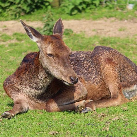 TULLAMORE PET FARM (2026) All You Need to Know BEFORE You Go (with ...