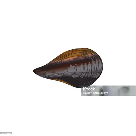 Image result for Muscle Shell