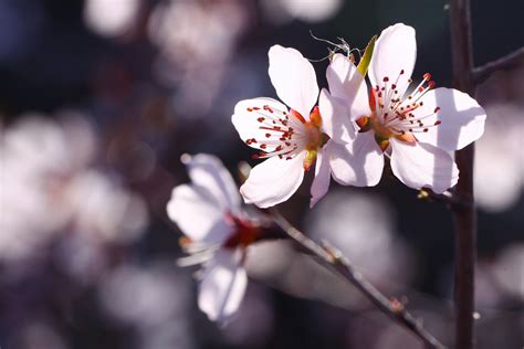 三月春暖花开季节,高清图片,手机锁屏桌面-壁纸族