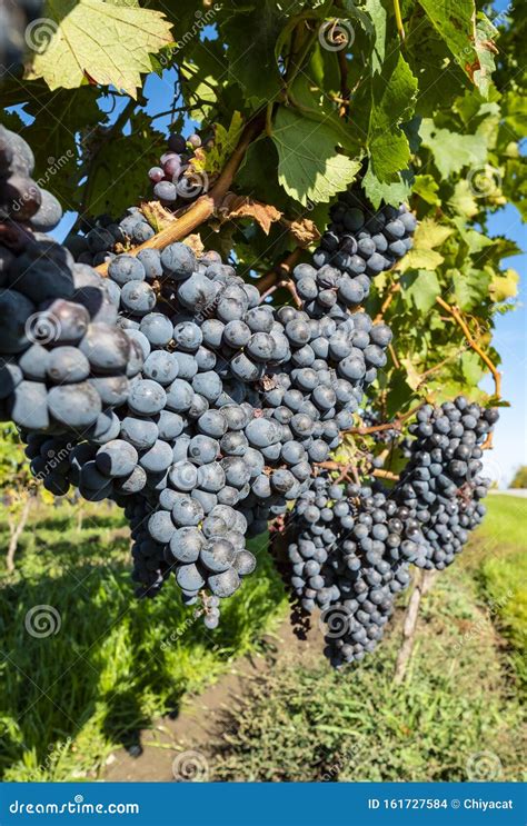 Close-up of Ripen Cabernet Franc Grapes #2 Stock Photo - Image of fall ...