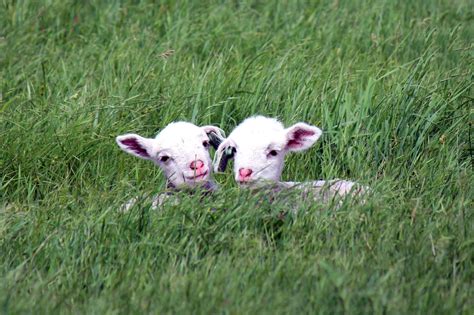 Lamb-A-Year underway in Wyoming - High Plains Journal