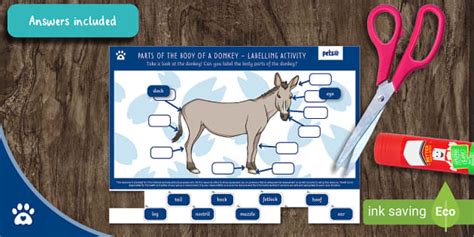 Parts of the Body of a Donkey - Labelling Activity - Pets