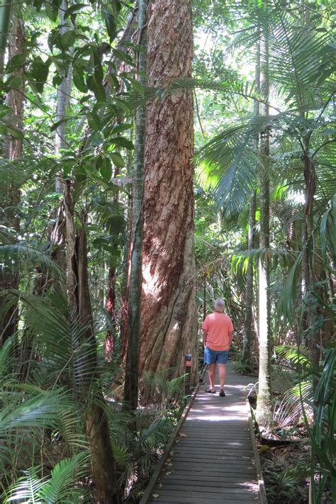 Rainforest 的图像结果