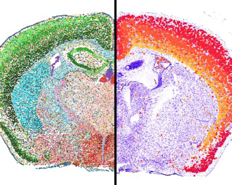 Spatial Transcriptome Mouse Brain Development 的图像结果