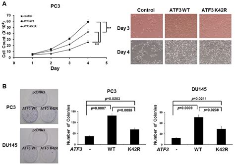 IJMS | Special Issue : Signalling Molecules and Signal Transduction in ...