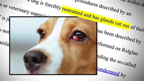 Dogs of science; Wisconsin puppy mill could face criminal charges ...