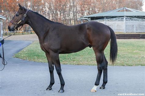 Sixpence | Horse Profile, Pedigree, Form, Race Record - netkeiba