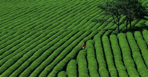 Crop Protection Market Key Player, Growth Forecast from 2020-2026 ...