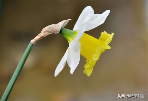 水仙花束春字素材-高清图片-摄影照片-寻图免费打包下载