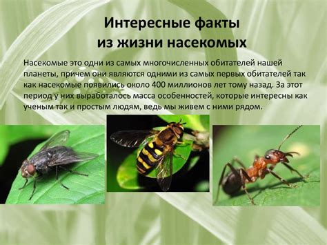Интересные факты из жизни насекомых - презентация онлайн
