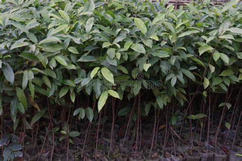 Image result for Java Tree Farm