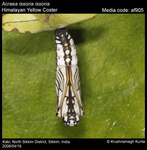 Acraea issoria | Butterfly