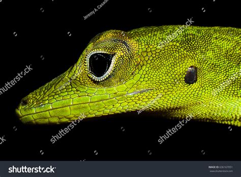 38 Evermann Images, Stock Photos & Vectors | Shutterstock