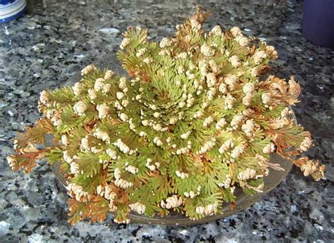 Rose of Jericho Plant Care | Plantly