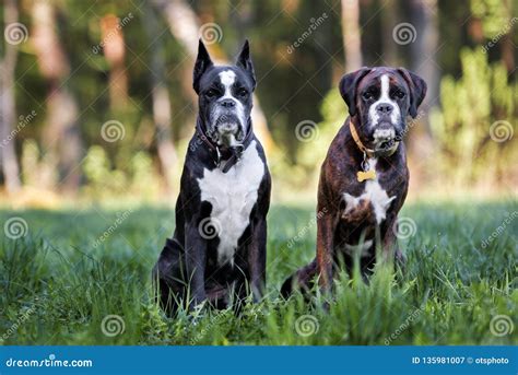 Two German Boxer Dogs Posing Together Outdoors Stock Image - Image of ...