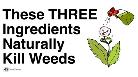 These THREE Ingredients Naturally Kill Weeds