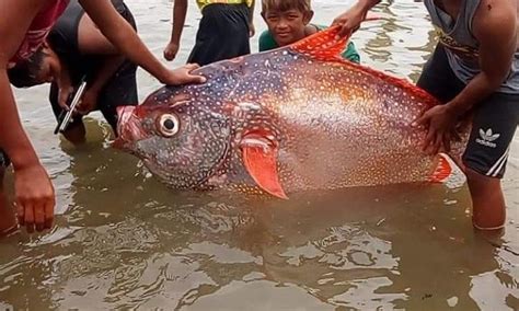 Giant Opah Fish Caught In Philippines