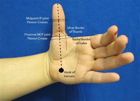 Part Between Index Finger And Thumb at Deborah Hendrix blog