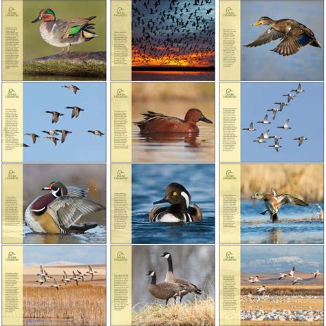 2018 Ducks Unlimited Calendar | 11" X 19" Imprinted Spiral Bound; Drop ...