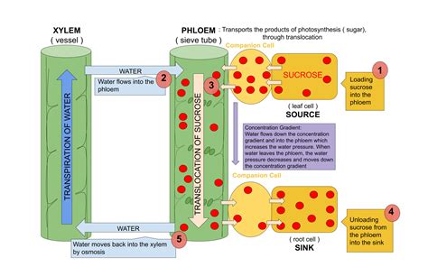 Phloem transport and translocation of sugars — lesson. Science State ...