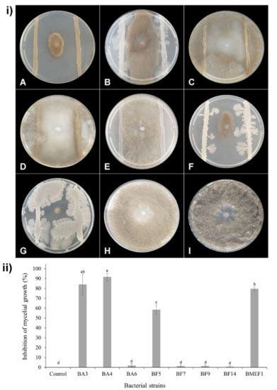 Native Cultivable Bacteria from the Blueberry Microbiome as Novel ...