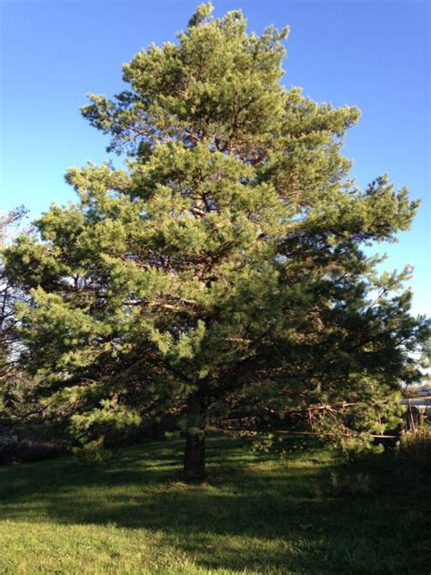 Pinus sylvestris - Scots Pine | University of Guelph Arboretum, Canada