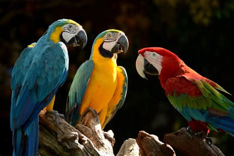 Can Parrots Eat Grapes? What Every Bird Owner Must Know