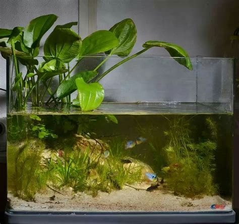 Image result for Turtle Fish Tank