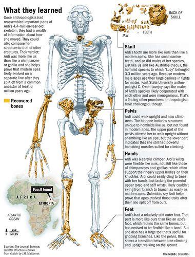 Image result for Skeleton Brain Exploding
