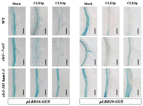 科学网—Plant Journal：CLE2/3通过CLV1和BAM1负调控LBDs基因的表达，从而抑制侧根形成 - 郝兆东的博文