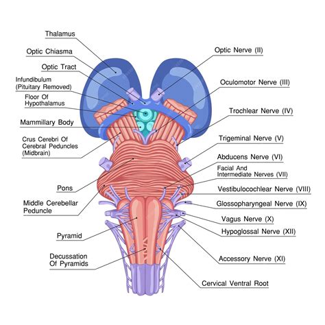 Estrutura anatômica do tronco cerebral Vector de educação rotulado | Vetor Premium