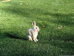 Image result for Healthy Rabbit White Background