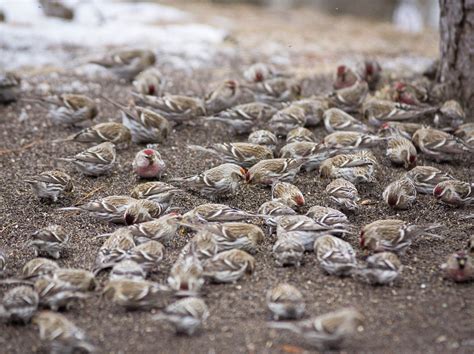 Common Redpoll - eBird