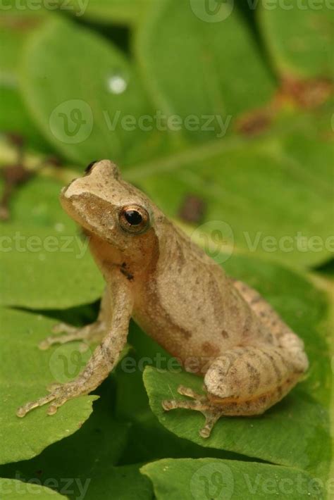 Image result for Spring Peeper Frog Habitat
