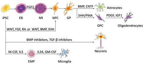 Human Brain with Induced Pluripotent Stem Cells | Encyclopedia MDPI