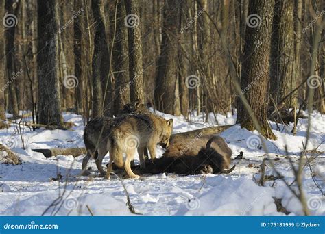 Image result for Wolves Vs Bison